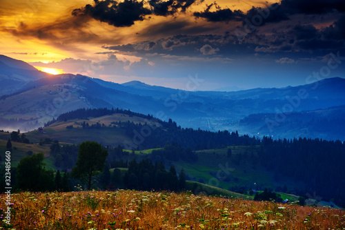 wildflowers, meadow and beautiful sunset in carpathian mountains - summer landscape, spruces on hills, dark cloudy sky and bright sunlight