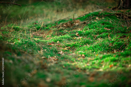 Green moss in the woods