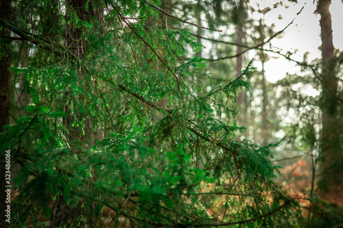 Green Swedish wood with firs