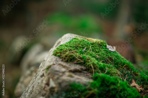 green moss on a stone in the woods in macro effect