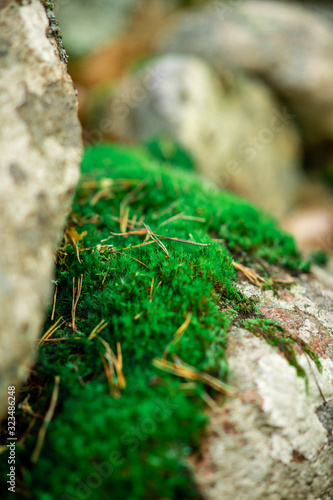 green moss on a stone in the woods in macro effect