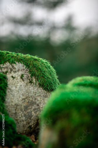 green moss on a stone in the woods in macro effect