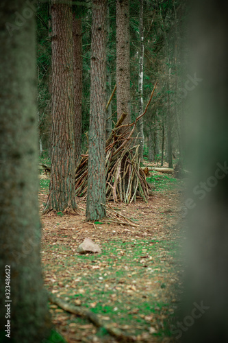 Wood hut in a green forrest