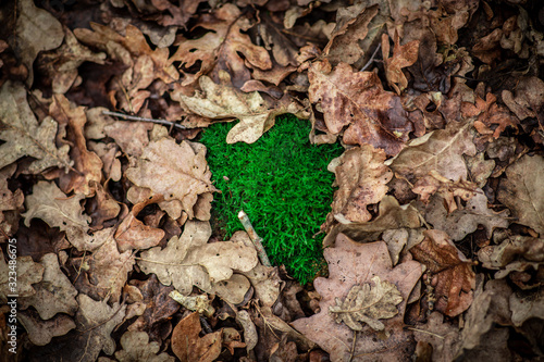 Green moss with leaves in the wood