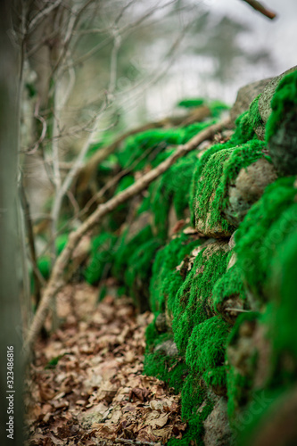 Green moss on stone wall in the wood