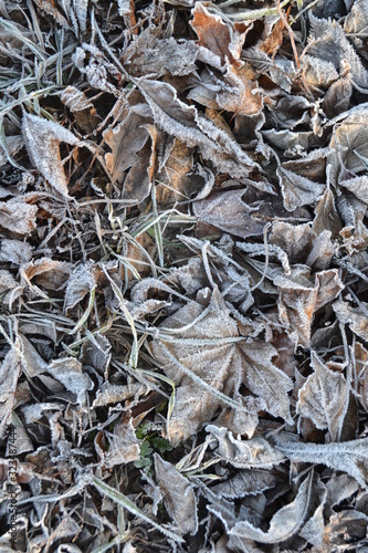  Dry leaves of trees in hoarfrost on the ground