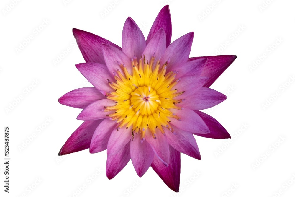 pink water lily flower isolated on white background pink water lily flower isolated on white background