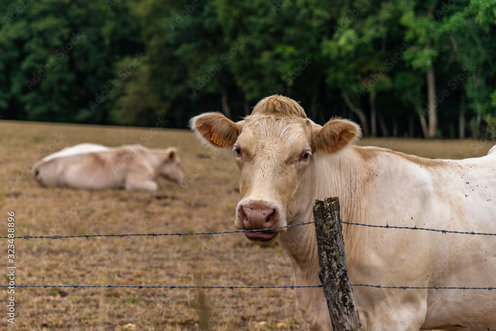 Fototapeta Vache beige claire avec une étiquettes d'oreille devant la clôture barbelée
