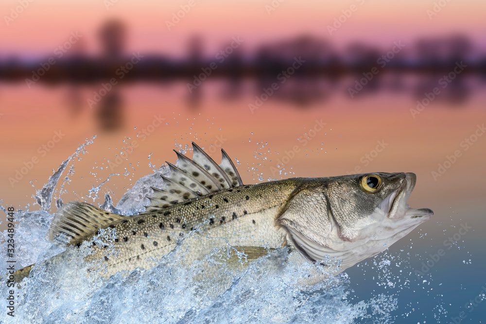 Sea bass fishing. Seabass fish jumping with splashing in water on ocean