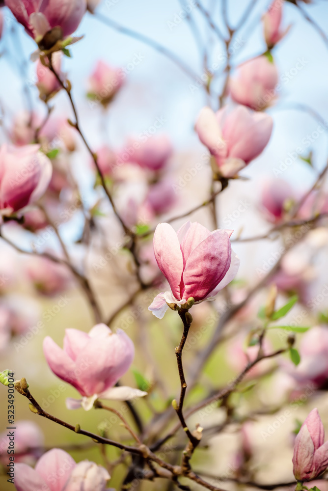 Magnolia spring flowers