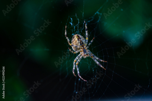 Araignée commune sur sa toile, vue sur le ventre en gros plan © Olivier Piéton