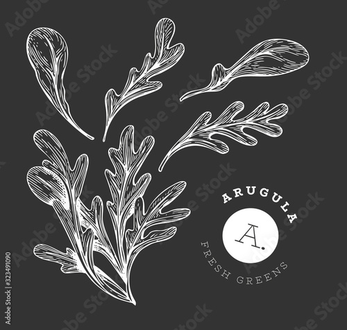 Hand drawn sketch arugula. Organic fresh food vector illustration on chalk board. Retro vegetable rucola salad illustration. Engraved style botanical picture.