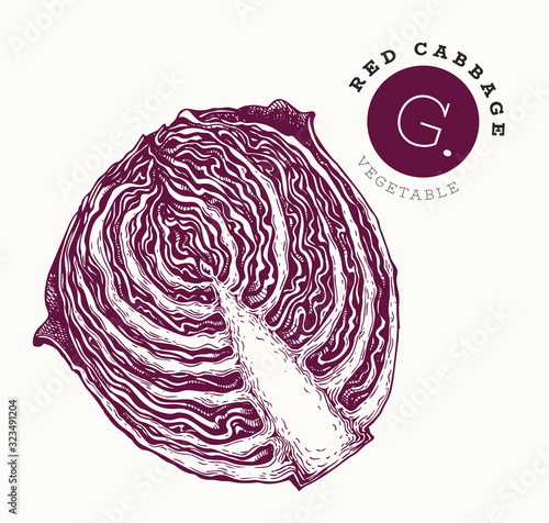 Hand drawn sketch style red cabbage. Organic fresh food vector illustration isolated on white background. Retro vegetable illustration. Engraved style botanical picture.