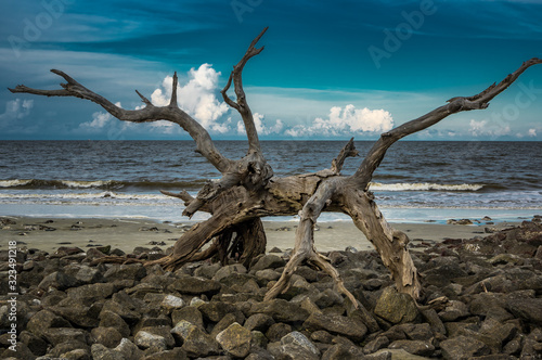 Driftwood