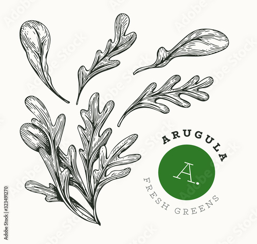 Hand drawn sketch arugula. Organic fresh food vector illustration isolated on white background. Retro vegetable rucola salad illustration. Engraved style botanical picture.