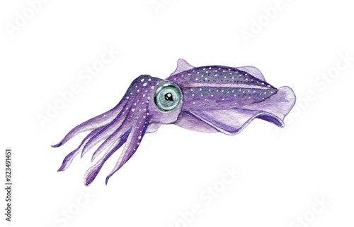 Fotografia Sea cuttlefish watercolor illustration