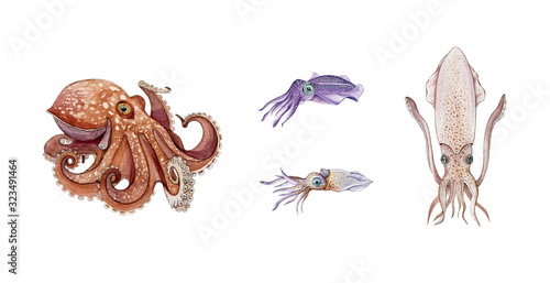 Octopus, squid, cuttlefish and calamari watercolor illustration set. Hand drawn sea life animals. Fresh seafood marine objects. Underwater aquatic octopus, squid, cuttlefish collection on white.