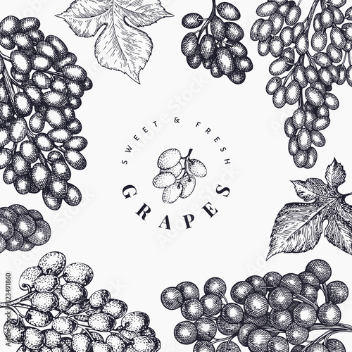 Grape design template. Hand drawn vector grape berry illustration. Engraved style retro botanical banner.