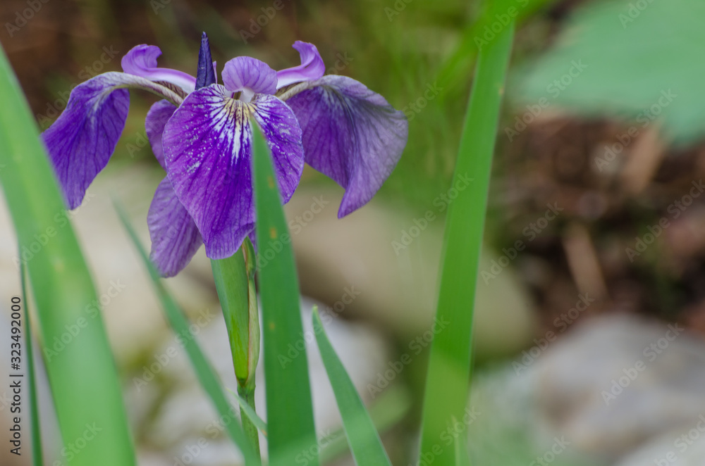 Lilien Lilien