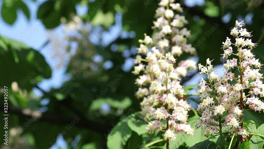 Spring blossoming chestnut tree flowers. Aesculus hippocastanum blossom of horse-chestnut tree, sunny day, light breeze. Spring background. Slow motion video, dynamic scene. Close up. Spring blossoming chestnut tree flowers. Aesculus hippocastanum blossom of horse-chestnut tree, sunny day, light breeze. Spring background. Slow motion video, dynamic scene. Close up.
