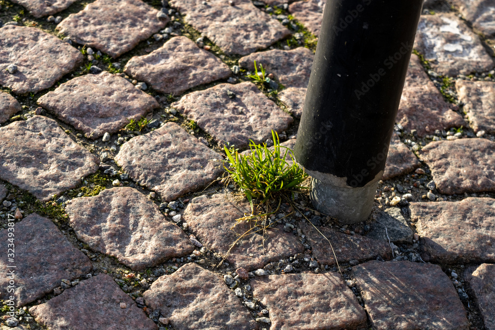Fototapeta premium A growing plant through the ground next to an iron pillar; Iron pole on stone sidewalk