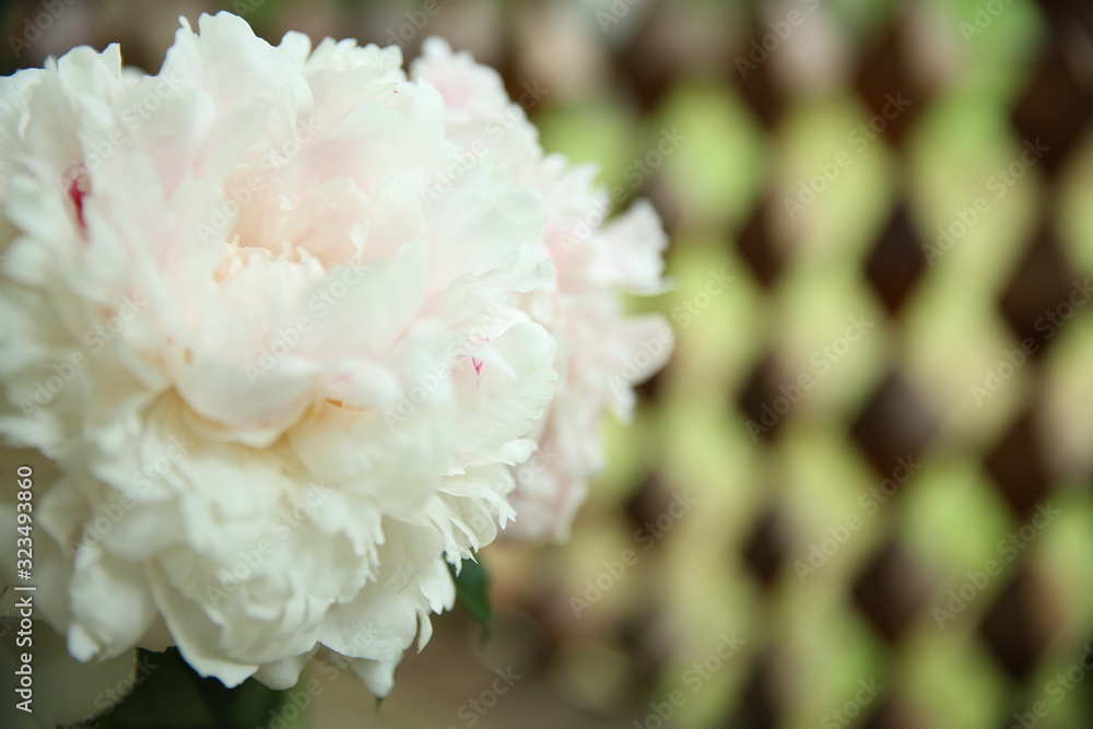 A bouquet of pink peonies in close-up stands on the table, against the background of a carved gazebo A bouquet of pink peonies in close-up stands on the table, against the background of a carved gazebo