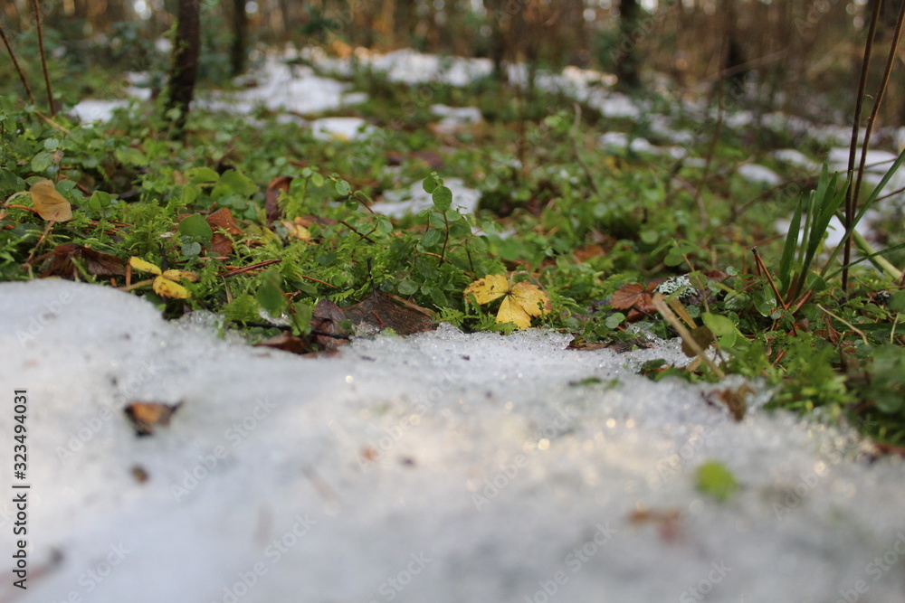 snow and grass in the forest in winter, autumn and spring snow and grass in the forest in winter, autumn and spring