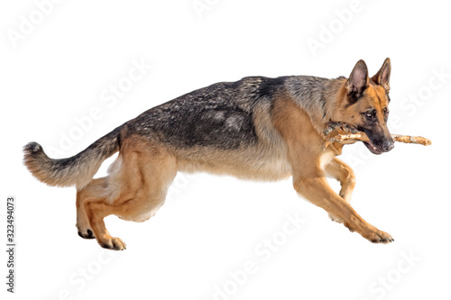 adult dog pet animal isolated on white background german shepherd running with tree branch in teeth. Side view of playful puppy. Natural color of dog fur. Design template with no shadow