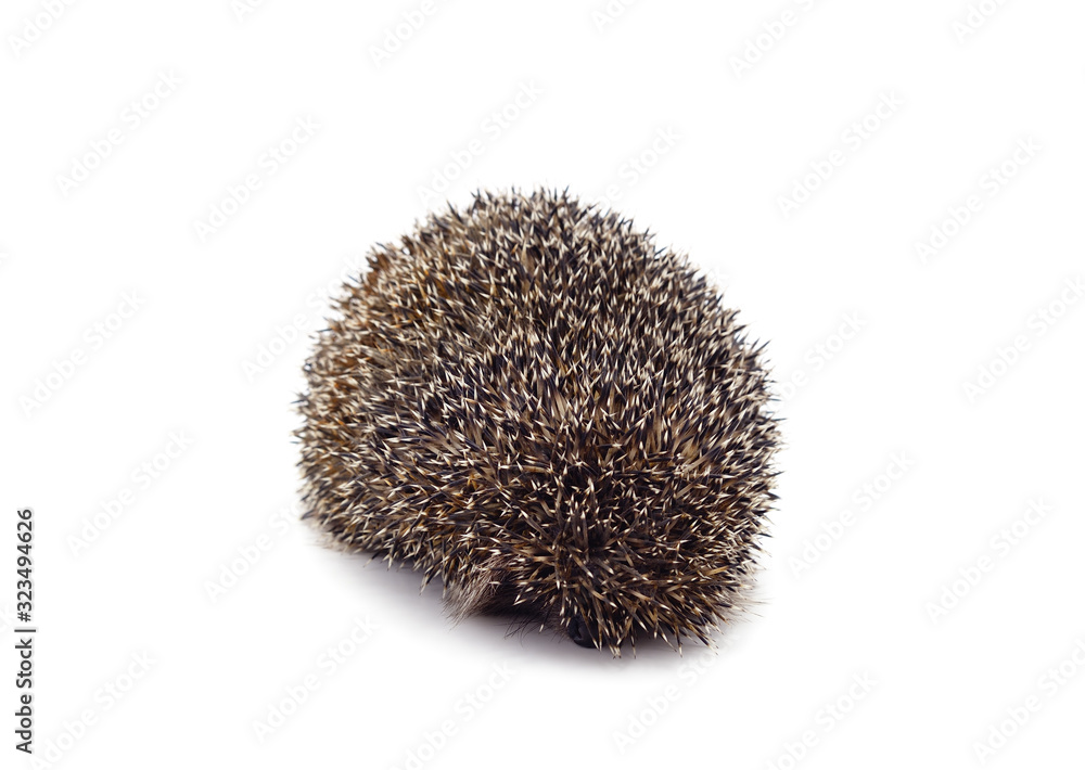 One brown hedgehog. One brown hedgehog.