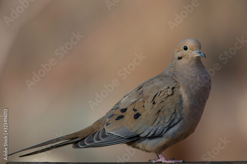 Mourning Dove