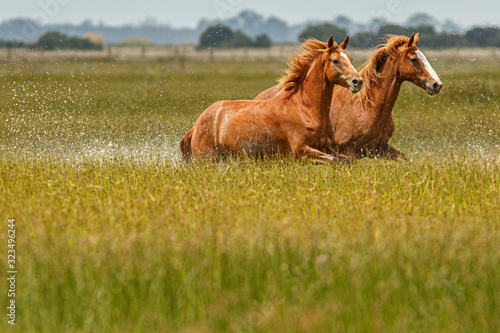 Horses running through marsh photo