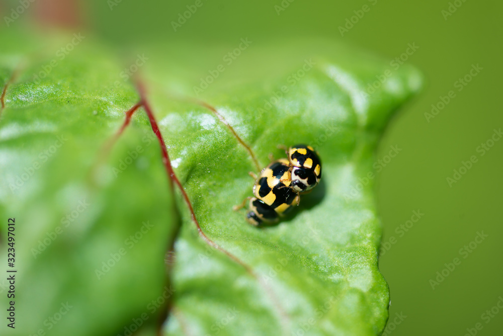 Accouplement de deux coccinelle à damier sur une feuille verte Accouplement de deux coccinelle à damier sur une feuille verte