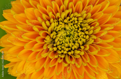 Close-up of a colorful sunflower showing its patterns  details  and vibrant color