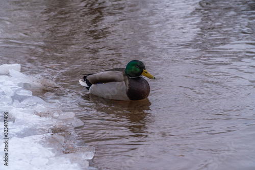 Flocks of wild ducks live in the Gulf of Finland near the Peterhof fountains.