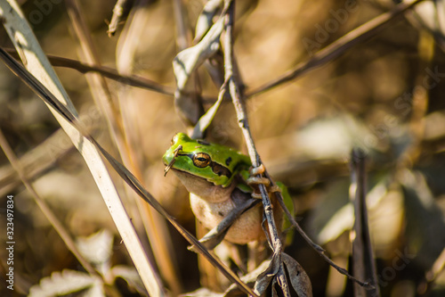 Young green frog in its natural environment 