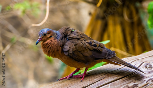 beautiful portrait of a socorro dove from the side, Pigeon that is extinct in the wild, Tropical bird specie that lived on socorro island, Mexico photo