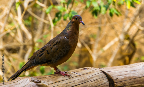 portrait of a socorro dove, Extinct in the wild, tropical pigeon that used to live on socorro island, Mexico photo