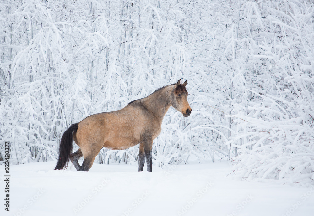 Beautiful horse in the winter forest