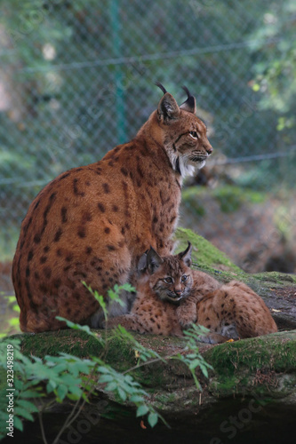 Eurasische Luchs oder Nordluchs (Lynx lynx) Muttertier mit Jungen  © Aggi Schmid