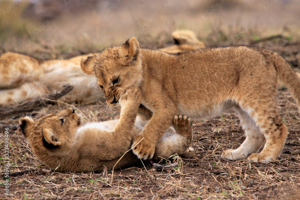 Obraz premium Löwe (Panthera leo) Jungtiere beim Spielen, Masai Mara, Nationalpark, Kenia, Ostafrika
