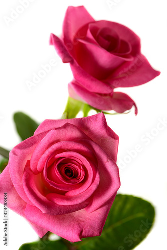 Two Pink Roses for Valentines Day