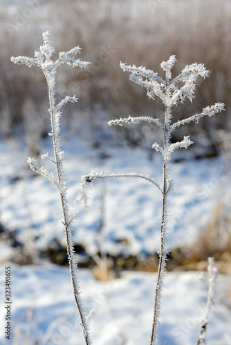 Grass on the background of a snowy river bank. Study with bright bokeh.The picture was taken on an early foggy morning in the rays of the rising winter sun.