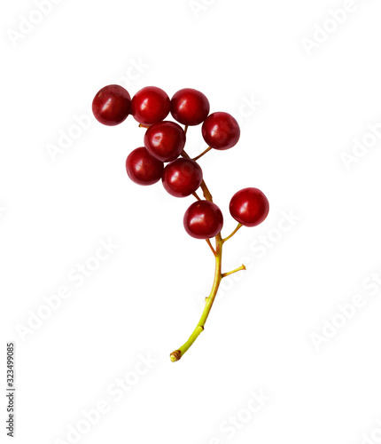 Red bird-cherries