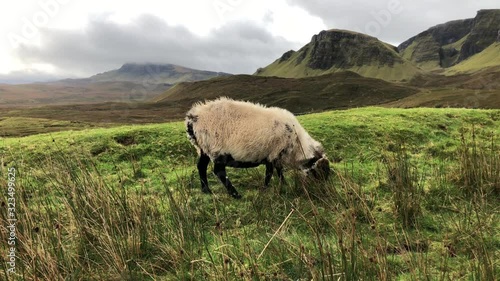 One Blacknose sheep in isle of Skye, Scotland