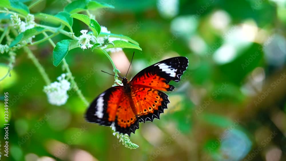 4K Thai butterfly on meadow flowers nature outdoor 4K Thai butterfly on meadow flowers nature outdoor