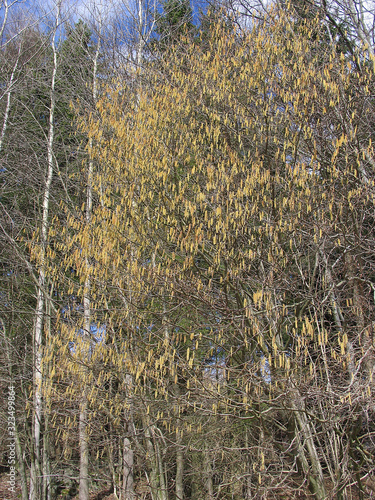 Hazelnut, Corylus avellana, Hazel shrub, Schwanewede, Lower Saxony, Germany, Europe