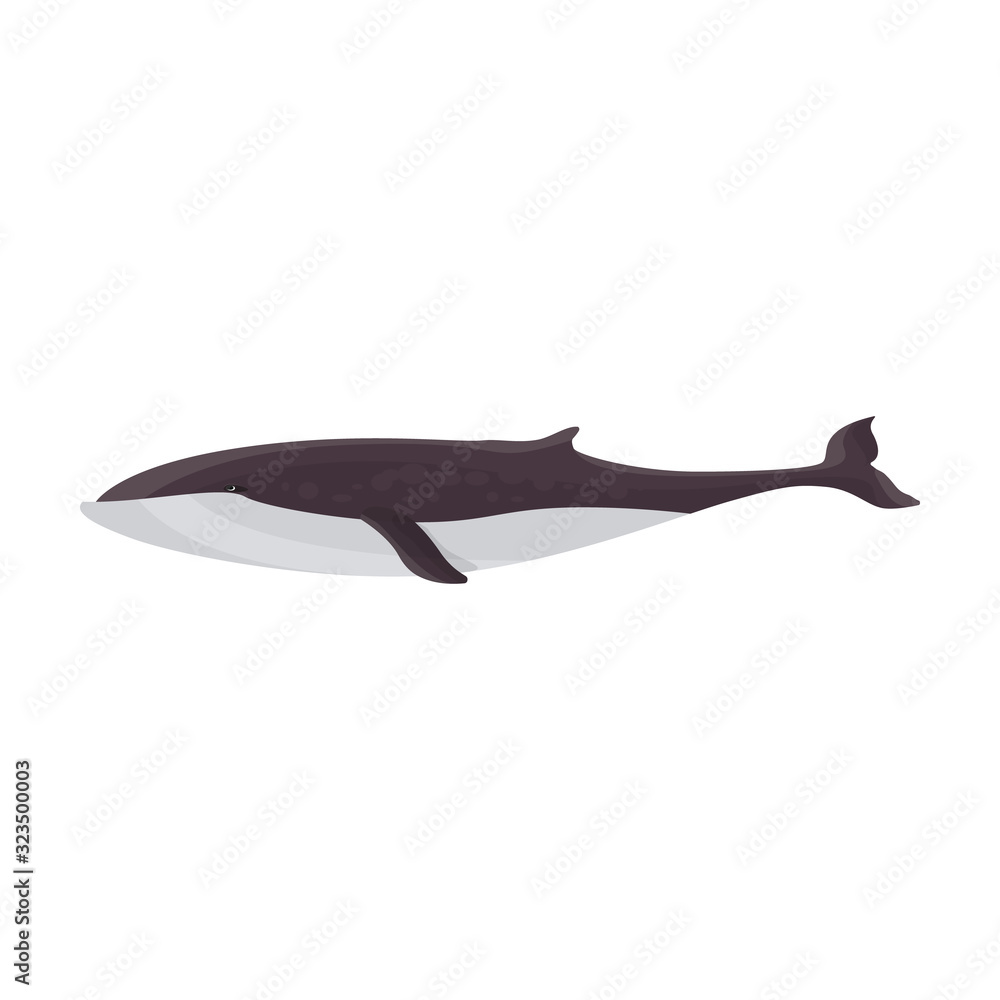Whale finwal vector icon.Cartoon vector icon isolated on white background whale finwal . Whale finwal vector icon.Cartoon vector icon isolated on white background whale finwal .