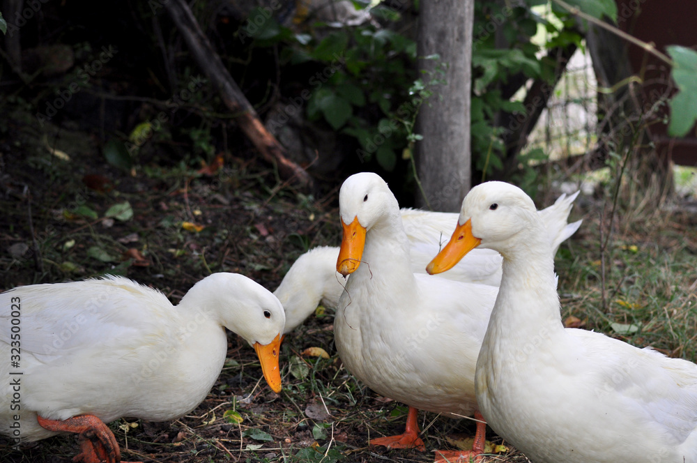 Obraz premium happy ducks