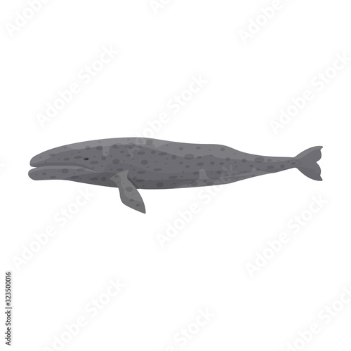 Whale Gray vector icon.Cartoon vector icon isolated on white background whale Gray .