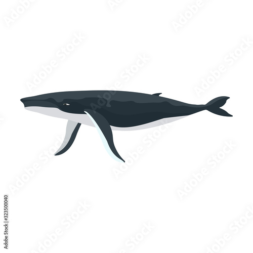 Whale humpback vector icon.Cartoon vector icon isolated on white background whale humpback .